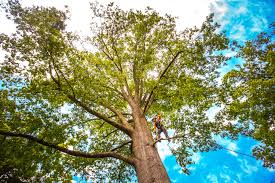 How Our Tree Care Process Works  in  North Bend, WA
