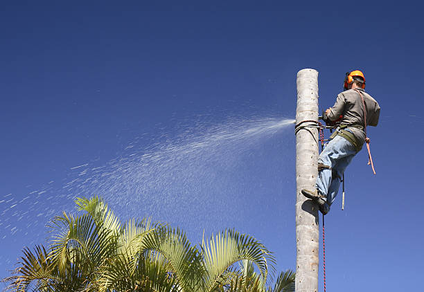 Best Root Management and Removal  in North Bend, WA