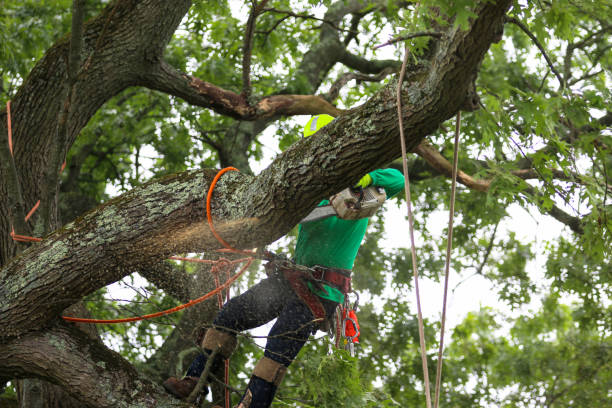 Best Commercial Tree Services  in North Bend, WA