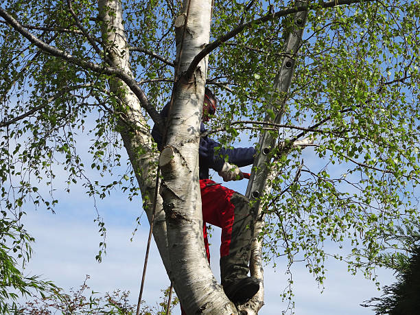 Leaf Removal in North Bend, WA